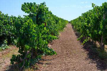 Fototapeta na wymiar Rows with grape plants on vineyards in Castelli Romani, Lazio, Italy