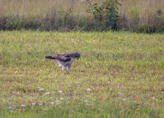 Red Tailed Hawk With Prey
