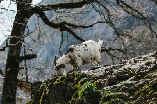 French Goat in the Mountains