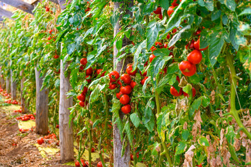 Cultivation of organic tomatoes in plastic greenhouses in Lazio, Italy