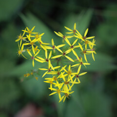 Gelbe Bergblume in Form eines Herzens vor dunklem Hintergrund in der Sonne