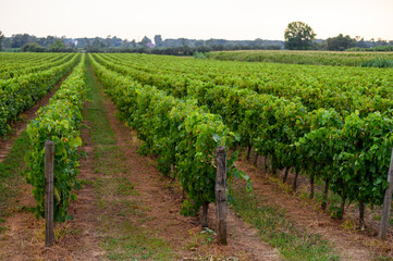 Fototapeta na wymiar Rows with grape plants on vineyards in Campania, South of Italy