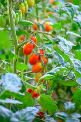 Cultivation of organic cherry tomatoes in plastic greenhouses in Lazio, Italy