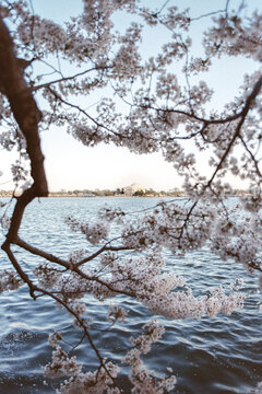 Washington DC Chery Blossoms