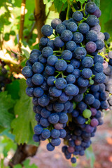 Ripe red grapes growing on vineyards in Campania, South of Italy used for making red wine