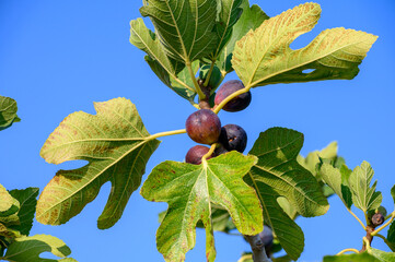 Sweet fig fruits ripening on big tree in summer