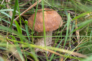 A young mushroom grows among the grass in the forest. This mushroom is edible and good. Harvesting mushrooms