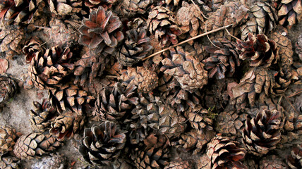 Pattern of spruce cones on the sand