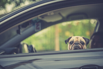 Family Outing in Car and taking an excited but calm Pug Dog with them. Travel with family pets...