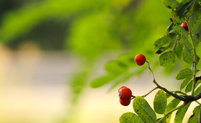 Close-up of rowan berries in the forest