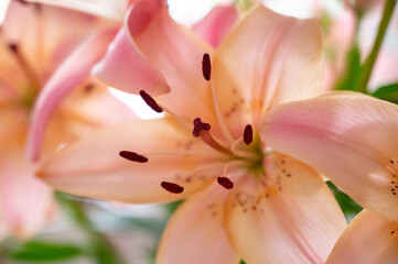 Summer blossom of pink salmon lily flowers