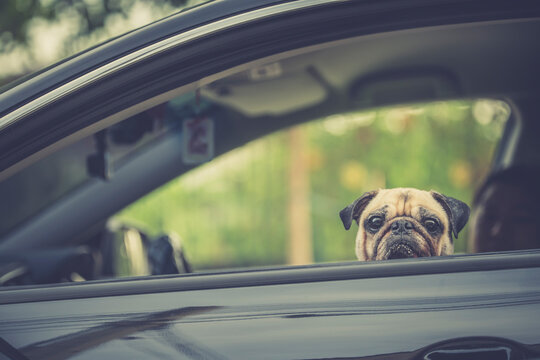 Family Outing In Car And Taking An Excited But Calm Pug Dog With Them. Travel With Family Pets Owner After Global Pandemic COVID-19.