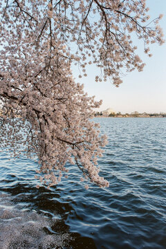 Washington DC Chery Blossoms