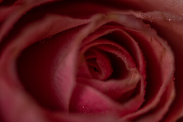 close up of red rose