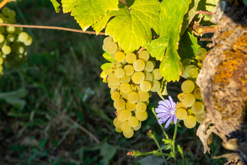Green vineyards located on hills of  Jura French region, white savagnin grapes ready to harvest and making white and special jaune wine, France