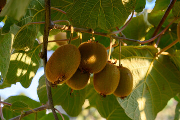 Golden or green kiwi fruits hanging on kiwi tree in orchard in Italy