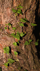 Young leaves growing from the tree trunk