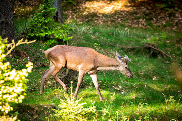 Deer looking for food