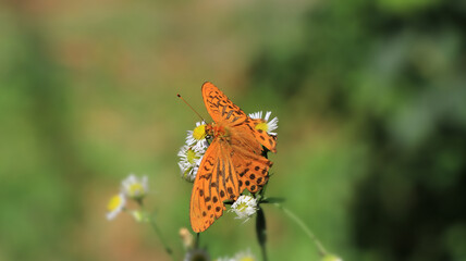 Close up of Silver-washed Fritillary butterfly of a family Nymphalidae