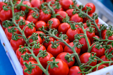 Sweet ripe red Italian cherry tomatoes in box on farmers market