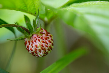 Closeup of a green strawberry in nature