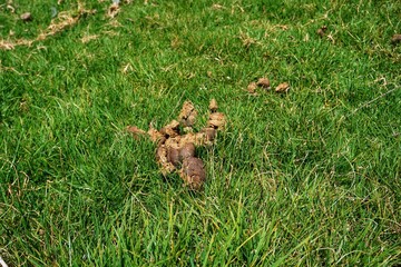 Horse manure that is crispy, very good natural compost.