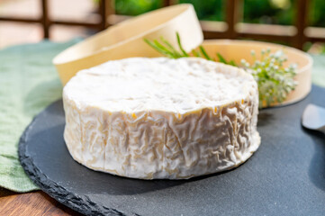 French cheeses collection, piece of matured camembert cow milk cheese with white mold