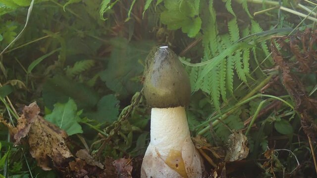 TIMELAPSE, MACRO: Close up shot of a common stinkhorn growing in the forest. Smelly phallic shaped mushroom growing in near ferns in the woods. Putrid fungi flourishing in the fertile forest soil.