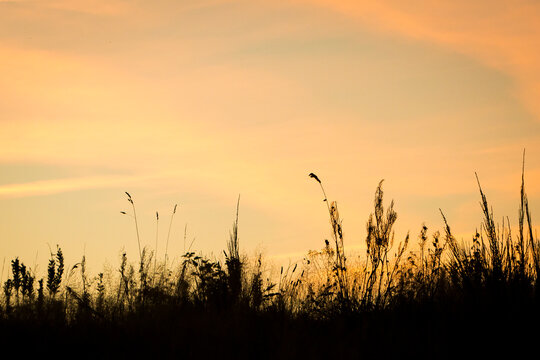 Orange And Yellow Sunset Over Wheat Field