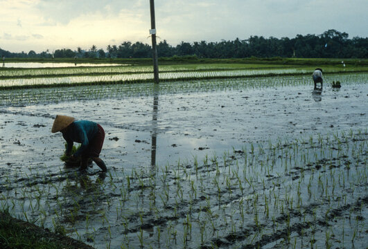 Anonymous woman working in a rice field.
