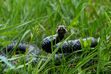 snake in the grass