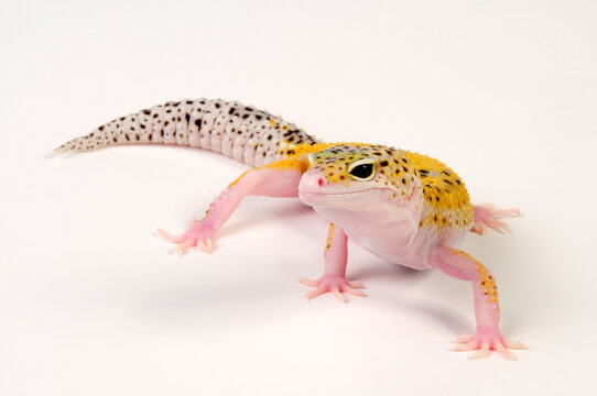 Leopard gecko / Leopardgecko (Eublepharis macularius) - white yellow eclipse