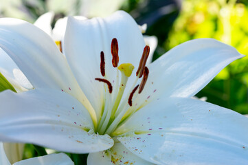 Summer blossom of white lily flowers, symbol of purity for Roman Catholics