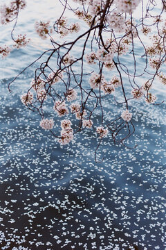 Washington DC Chery Blossoms