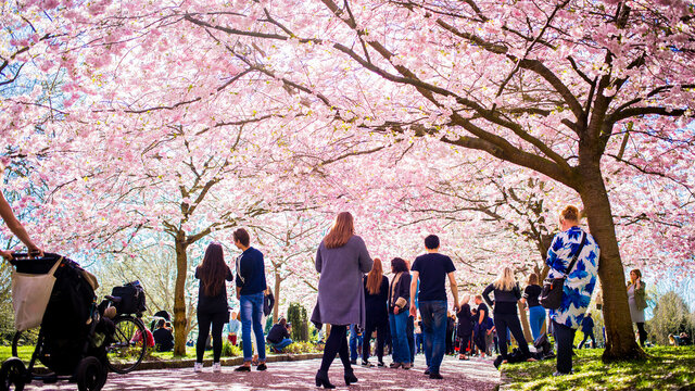 People in a park in Denmark surrounded by cherry trees