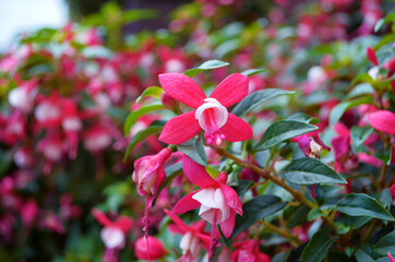 fuchsia bush in the garden close up