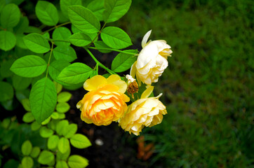 A bush of yellow roses on a background of greenery in the park