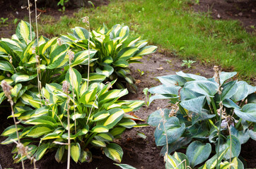 green lily bushes
