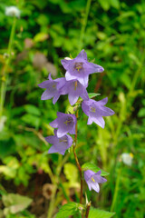 Violet bell flower