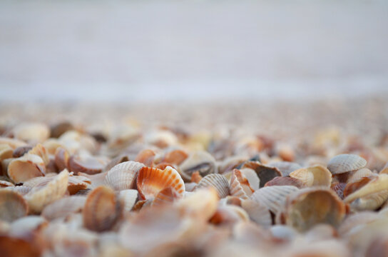 seashells on the seashore close up, seashells