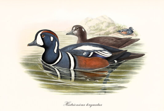 Two Harlequin Duck (Histrionicus histrionicus) multicolored plumage aquatic birds swimming in the water to the left. Detailed vintage style watercolor art by John Gould publ. In London 1862-1873
