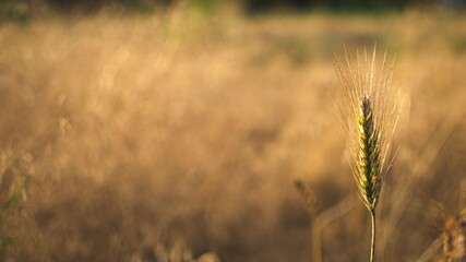 Fototapeta premium A blade of wheat