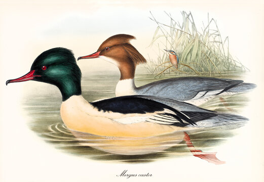 Aquatic duck looking birds, but with arched beak, called Common Merganser (Mergus merganser) swimming side by side toward left. Detailed vintage style watercolor art by John Gould London 1862-1873