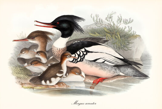 Family of serrated beak birds Red-Breasted Merganser (Mergus serrator) posing in profile view on a pond shore with children. Detailed vintage style watercolor art by John Gould London 1862-1873