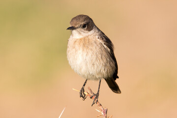 Bird perched on branch