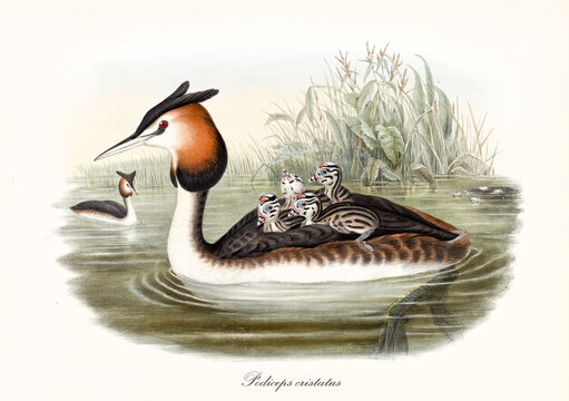 Aquatic long necked and pointed beak bird Great Crested Grebe (Podiceps cristatus) swimming with its children on its back. Detailed vintage style watercolor art by John Gould publ. In London 1862-1873