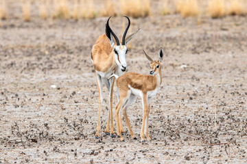 Springbok mother and baby on kalahari salt pan - obrazy, fototapety, plakaty