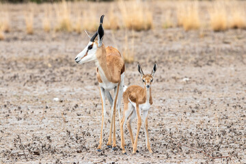 Springbok mother and baby on kalahari salt pan