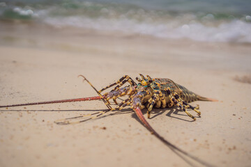 Spiny lobster inhabits tropical and subtropical waters