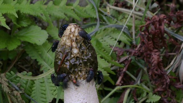 TIMELAPSE, MACRO, DOF: Hordes of flies cover and eat smelly mushroom growing deep in the woods. Cinematic shot of flies feeding on growing phallus impudicus mushroom. Common stinkhorn covered in flies